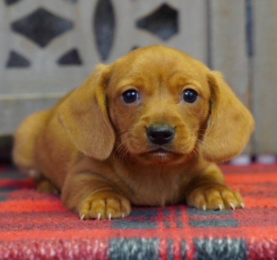 comprar cachorros sanos, baratos y asequibles para la venta
